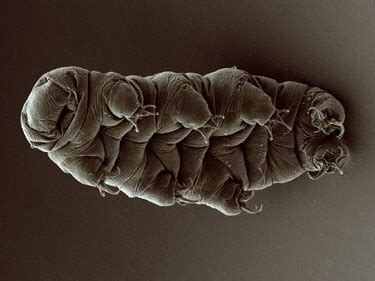 Tardigrades walks like insects, and it's adorable | Popular Science