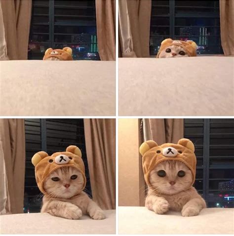 cute bear cat Blank Template - Imgflip