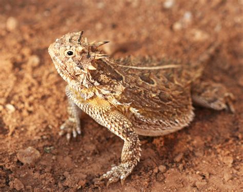 What Exactly Is a Horned Frog? – Garden & Gun