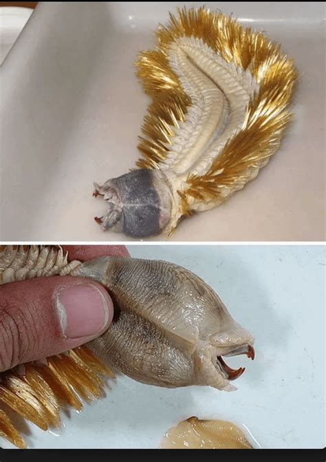 Eulagisca gigantea scale worm : r/natureismetal