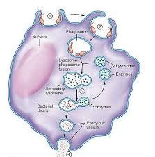 Lysosomes - Definition , Functions , Location and Importance of Lysosomes - CBSE Class Notes ...