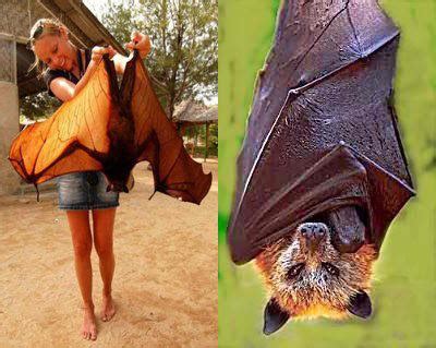 Megabat ~ Detailed Information | Photos | Videos