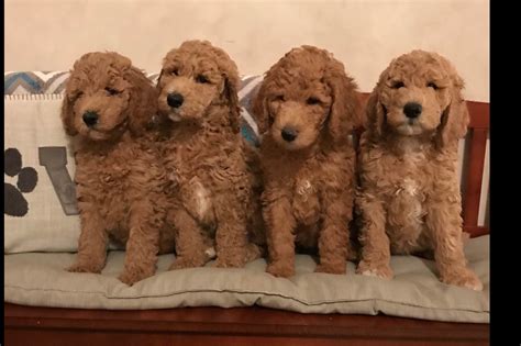 Millcreek Standard Poodles - Puppies For Sale