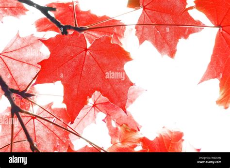 red fall or autumn leaves on a white background Stock Photo - Alamy