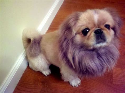 Pekingese Beagle Mix | Pekingese Lion Haircut | Dog Breeds Picture | Pekingese, Pekingese ...