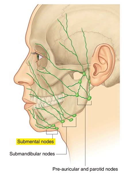 Submental Lymph Nodes – Earth's Lab