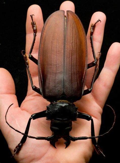 Titan beetle | Insects, Bugs and insects, Scary animals