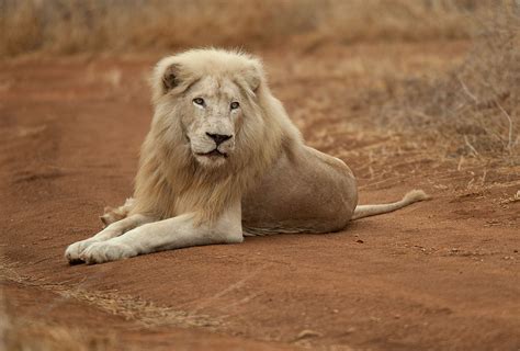 White Lion Key Facts - Global White Lion Protection Trust