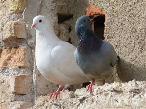 Dove Symbolism & Pigeon Meaning - Luciding Dream Dictionary