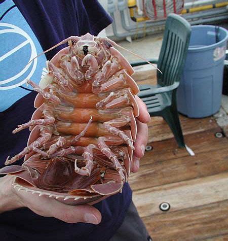 Zoo Animals: Giant Isopod