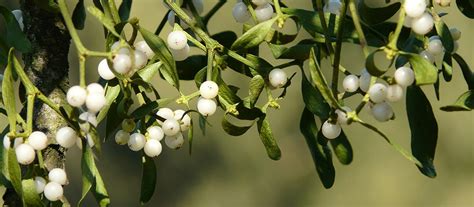 Mistletoe Can be Highly Toxic to Humans | Office for Science and Society - McGill University