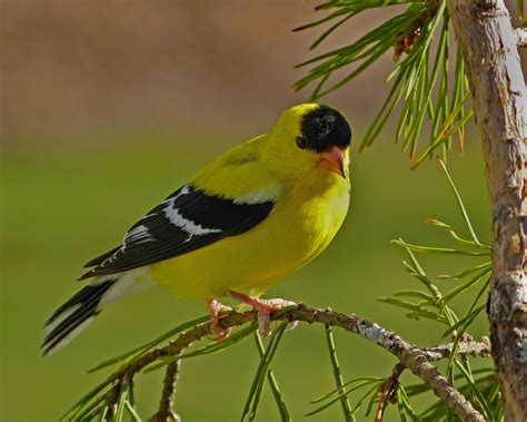 Male American Goldfinch on a pine branch - FeederWatch