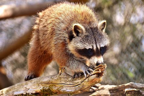 How dangerous is a raccoon bite? - Wildliferemovaloakville.ca