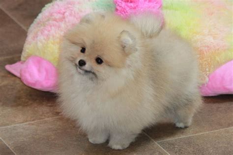 Char's Pomeranians Has Pomeranian Puppies For Sale In Bark River, MI On AKC PuppyFinder ...