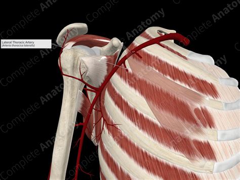 Lateral Thoracic Artery | Complete Anatomy