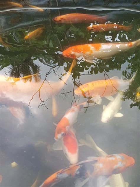 Goldfish Habitat in the Pond during the Day Stock Image - Image of ...