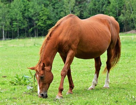 Effects of Longer Day Length on Pregnant Mares | Horse Journals ...