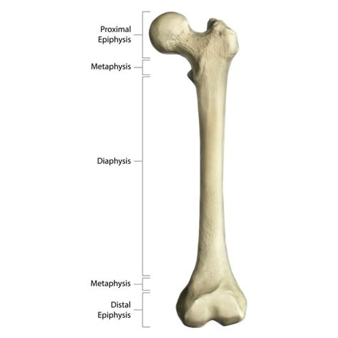 Gross anatomy of a long bone, using a femur with annotations Poster Print by Photon Illustration ...