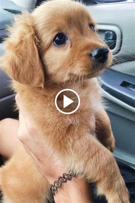 Cute Dogs TikTok Compilation | Super cute puppies, Funny cat videos ...