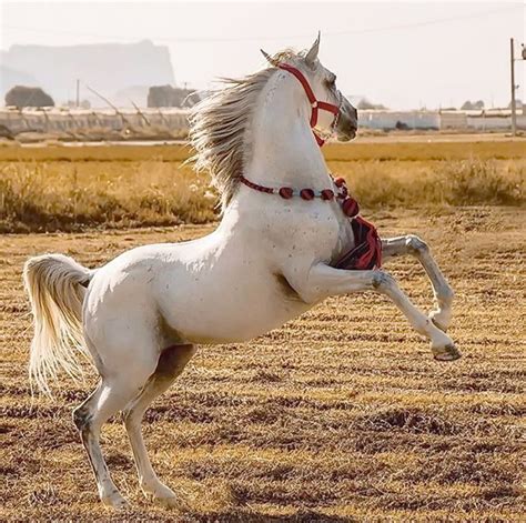 Persian Asil horse | Красивые лошади, Цыганская лошадь, Лошади