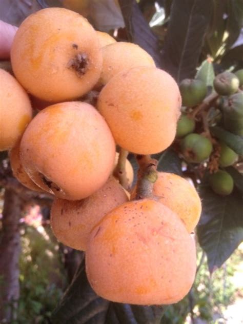 What Are the Health Benefits of Eating Loquat Fruits? - Dengarden