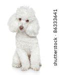 Miniature Poodle Dog Free Stock Photo - Public Domain Pictures