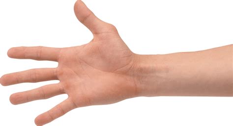 Hands PNG Transparent Hands.PNG Images. | PlusPNG