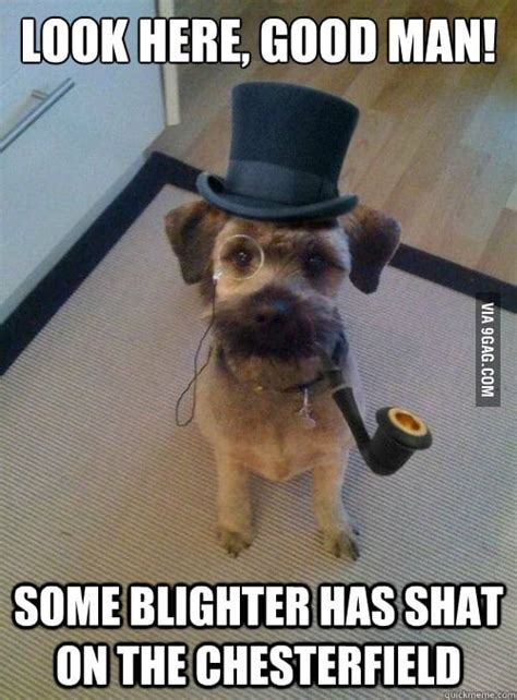 Gentleman Dog - 9GAG