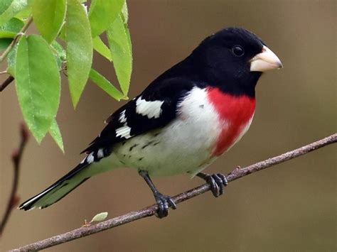Rose-breasted Grosbeak Adult male: The Latest Visitor at my Feeder! Gorgeous! The Big Year ...