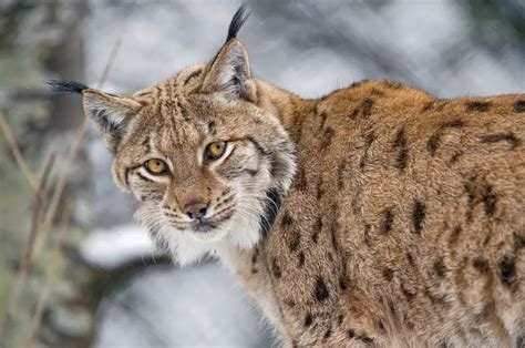 Gorgeous Eurasian Lynxes And Their Wild Cat Babies