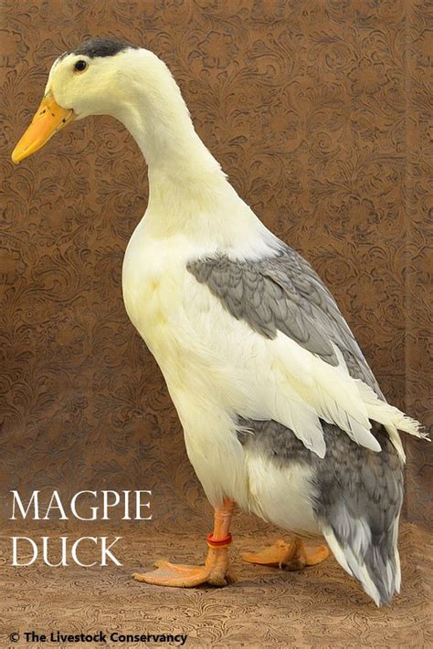 Magpie Duck - Breed Profile - Backyard Poultry