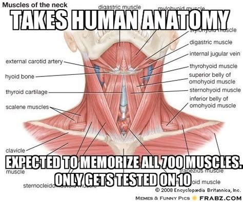 studying for anatomy memes - Google Search | Neck muscle anatomy, Muscles of the neck ...