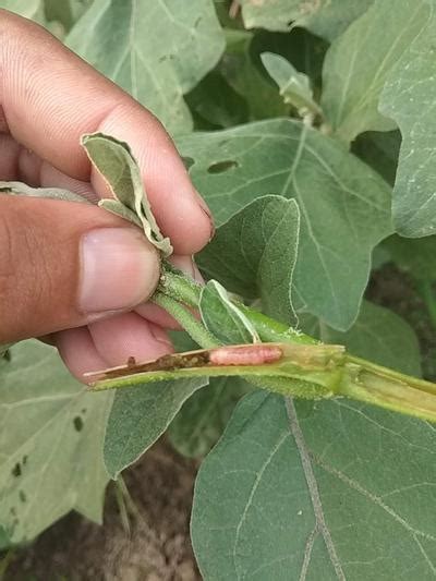 Brinjal Shoot and Fruit Borer | Pests & Diseases