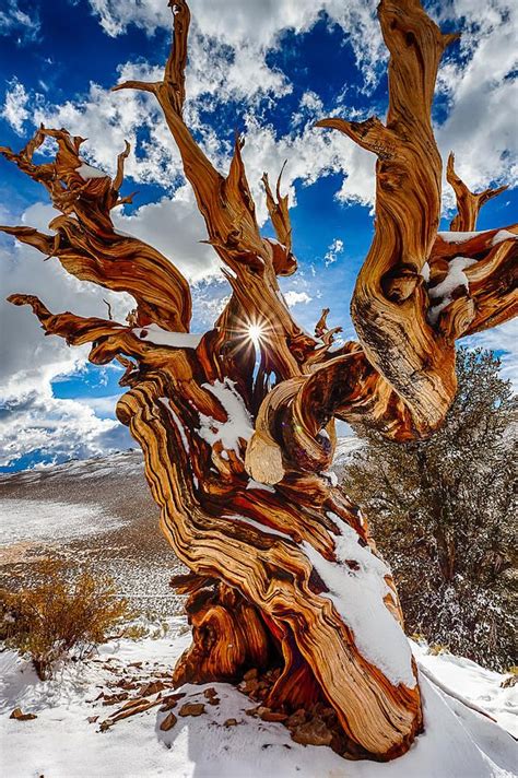 Bristlecone pine tree. | Bristlecone pine forest, Bristlecone pine ...