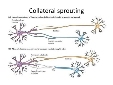 PPT - PTP 512 Neuroscience in Physical Therapy Neuroplasticity ...