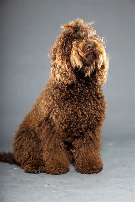 Barbet Dog Breed Information & Characteristics