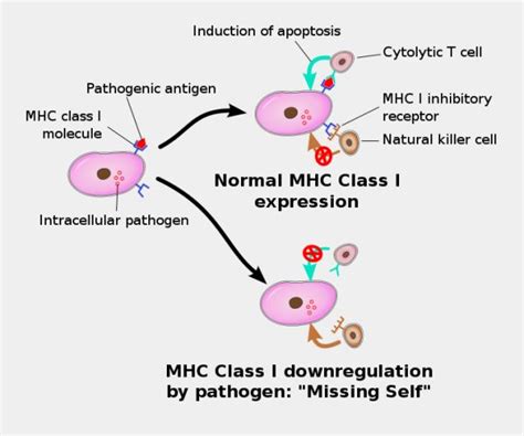 NK Cells Keep Immune System In Check