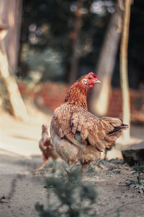 A Chicken with Brown Feathers · Free Stock Photo