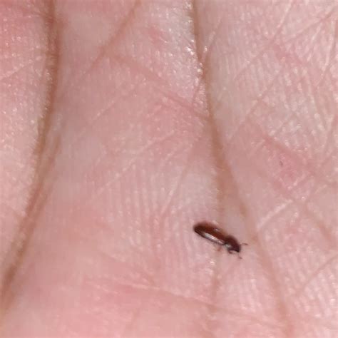 Identifying Tiny Brown Bugs Thriftyfun - vrogue.co