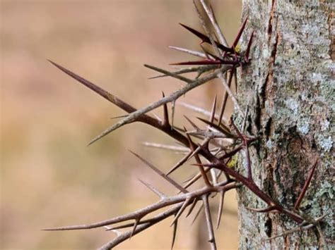 17 Thorny Bushes to Use for Home Defense | Thorny bushes, Flowering ...