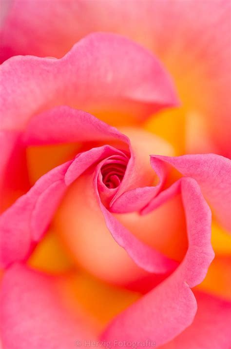 Photo Rosa "Pink Paradise" - Rose by Tina & Horst Herzig Photography | Beautiful flowers ...