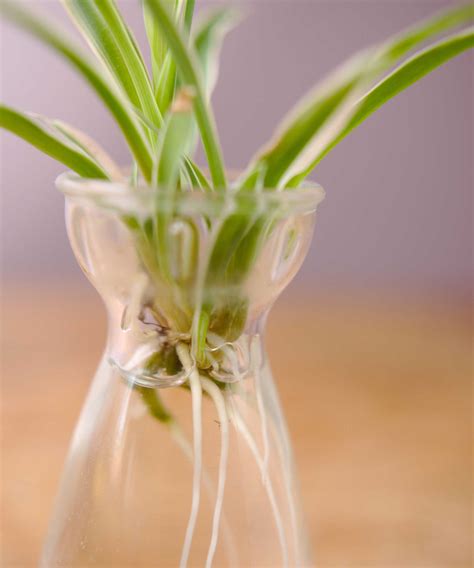 Spider plant propagation: simple tips for getting new plants | Gardeningetc