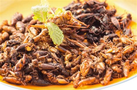 Insects: An Alternative Protein Source in Nutrition - Bioanalyt