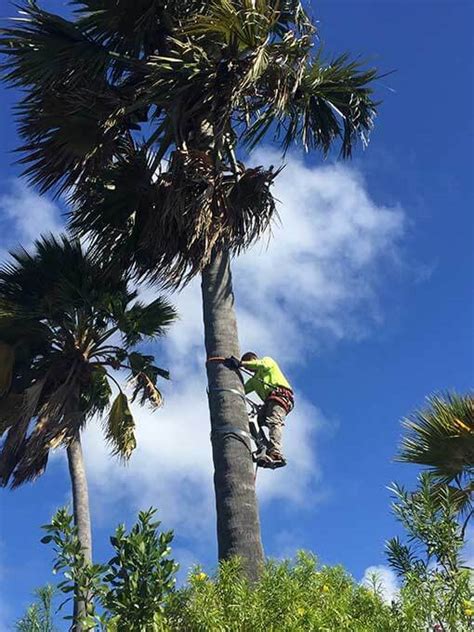 Palm Tree Trimming Services | Kauai's #1 Tree Trimming Company