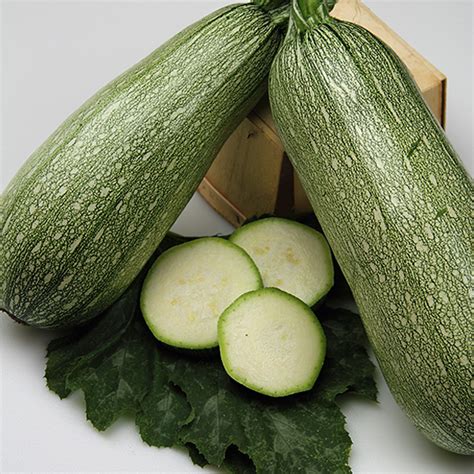 Grey Zucchini Squash Seeds - 4 g ~35 Seeds - Heirloom, Open Pollinated ...