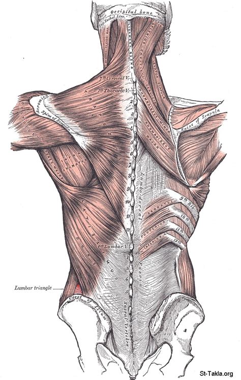 Image: Lumbar triangle