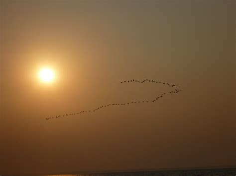 Birds,flying,formation,sun,sea - free image from needpix.com