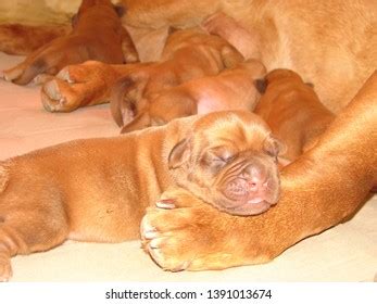 Healthy Beautiful Dogue De Bordeaux Puppies Stock Photo 1391013674 | Shutterstock