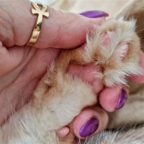 21 Heart-Melting Photos of Maine Coon Kitten Paws