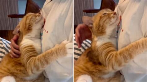 Cat lovingly hugs human. ‘Life goals,’ say people | Trending ...